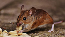 24 Hour & Emergency Exterminators in Laguna Hills, CA